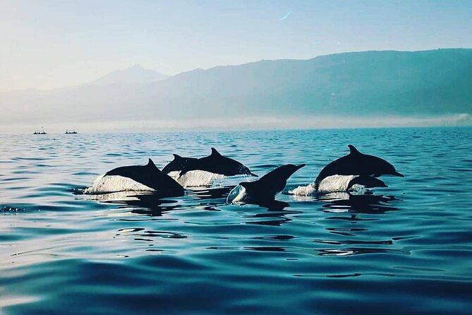 All inclusive Lovina Dolphins Sunrise tour, Waterfall & Temple - Lovina Beach and the private dolphin boat