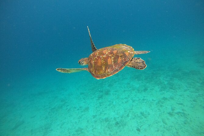 All Inclusive Snorkeling at Blue Lagoon with Lunch - Tanjung Jepun and a second hour in the water
