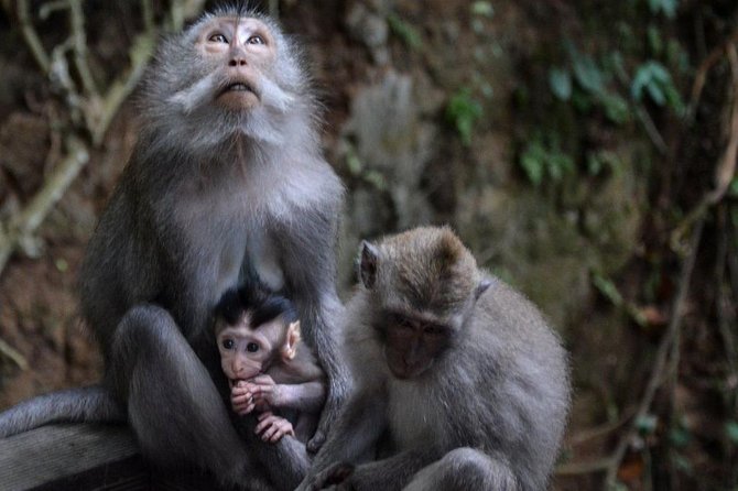 All-Inclusive Ubud Private Tour - What this $100 private tour really gives you
