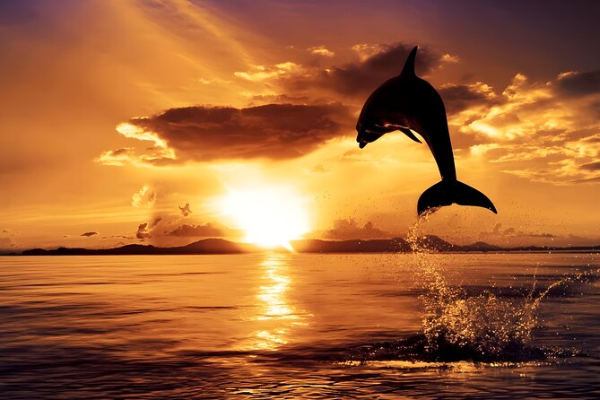 Amazing Bali Dolphin Watching Trip Experience - Sunrise dolphins from a jukung boat