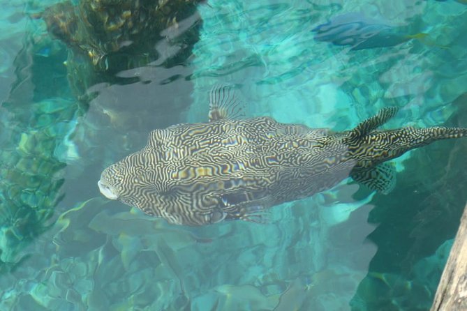 Amazing Blue Lagoon Snorkeling with Private Hotel Transfer - Indonesian lunch and a useful change of clothes