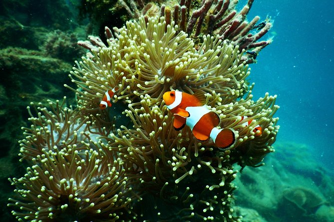 Amazing Blue Lagoon Snorkeling with Private Hotel Transfer - What the private transfer is really worth