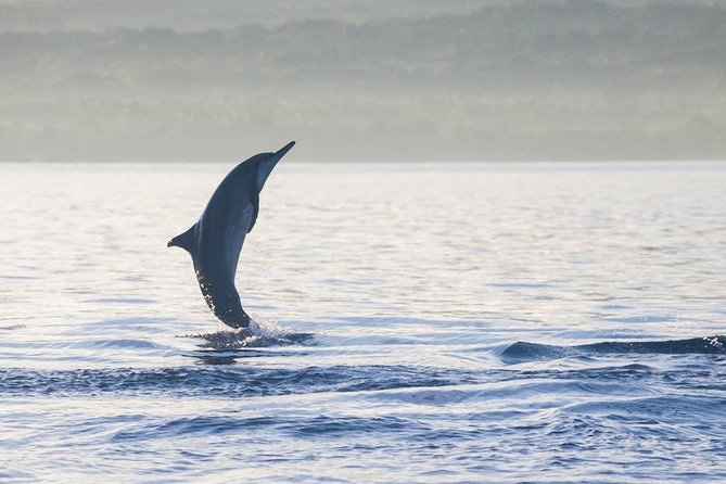Amazing Private Tours: Dolphins Lovina and Gitgit Waterfall include Lunch - What the dolphin trip is really like