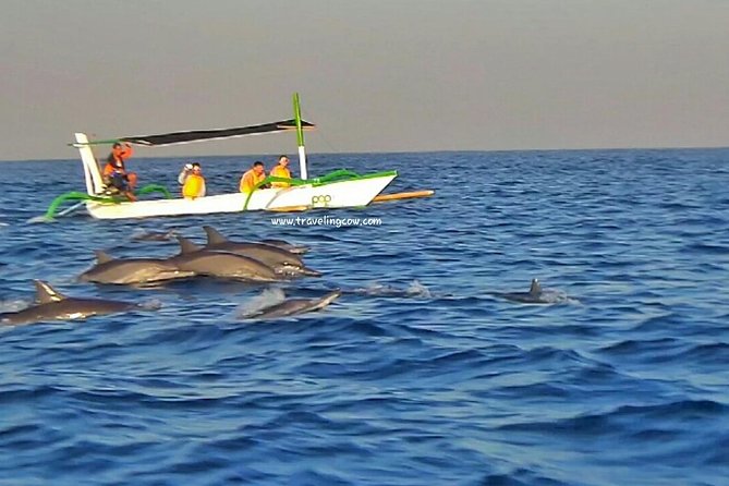 Amazing Private Tours: Dolphins Lovina and Gitgit Waterfall include Lunch - Is $78.50 per person good value?