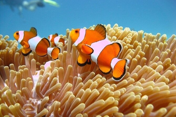 Bali ATV Quad Bike Adventure and Snorkeling Tour - What the $99 Price Covers
