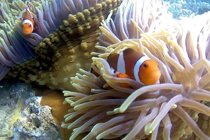 Bali Best Snorkeling at Blue Lagoon - Two reef stops near Padangbai