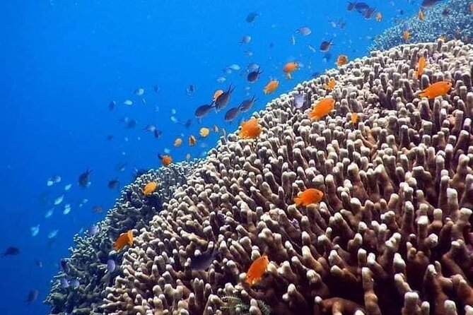 Bali Best Snorkeling at Blue Lagoon - What happens once you arrive