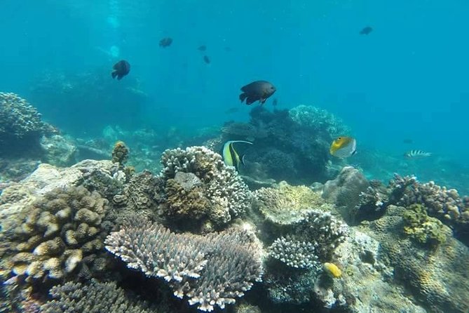 Bali Best Snorkeling at Blue Lagoon - Is the $29.99 price good value?
