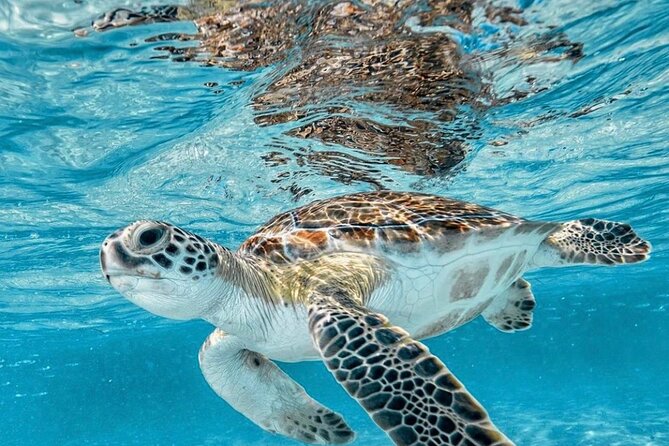 Bali Blue Lagoon Snorkeling with Optional Tour & Activities - Who should book this Blue Lagoon trip