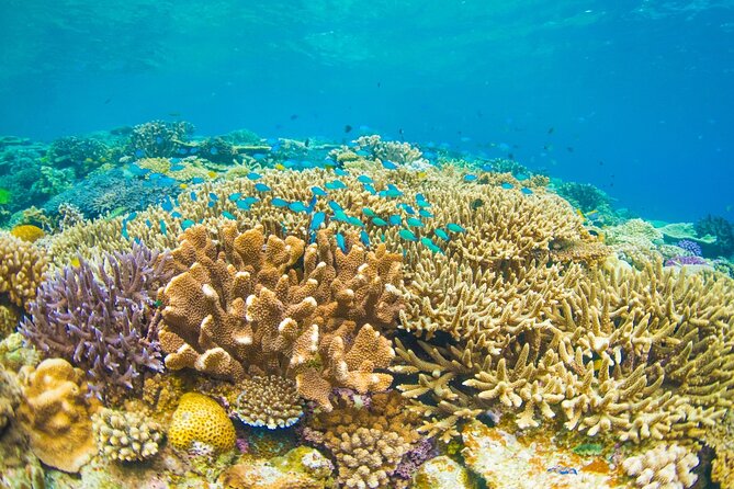 Bali Blue Lagoon Snorkeling with Private Transfer and Lunch - How the $42 price compares in value