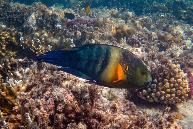 Bali Blue Lagoon Snorkeling with Private Transfer and Lunch - Who will get the most from this outing