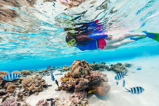 Bali Blue Lagoon Snorkeling with Private Transfer and Lunch - Timing, cancellations, and practical checks