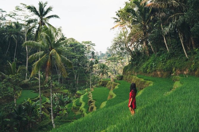 Bali Full-Day Sightseeing Trip with Lunch - Tegalalang Rice Terrace and the working countryside