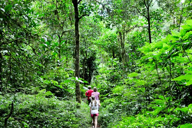 Bali Jungle Trekking in Beautiful Rainforest - The rainforest walk and the value of a private guide