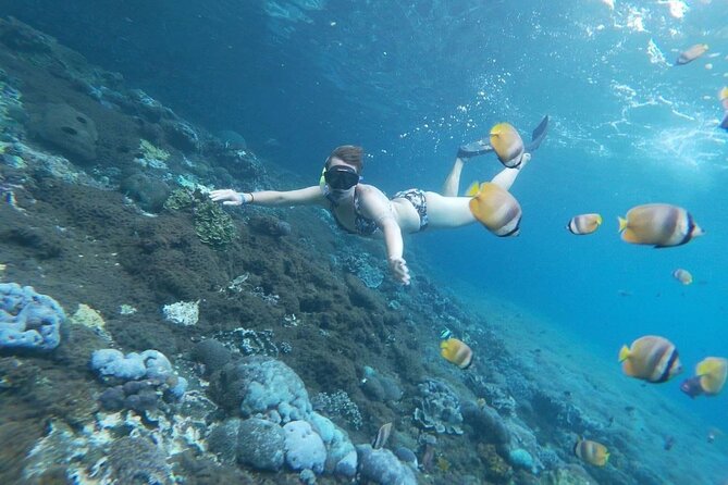 Bali Nusa Penida and Private Snorkeling (Manta Bay, Gamat, Wall) - Manta Bay: the headline snorkel