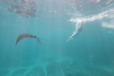 Bali Nusa Penida and Private Snorkeling (Manta Bay, Gamat, Wall)
