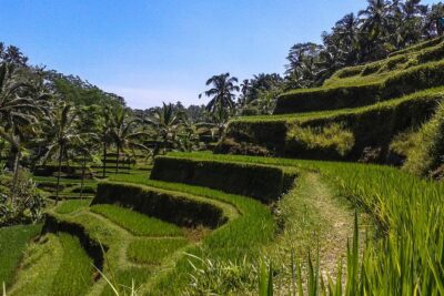 Bali Private Car Charter with English Speaking Driver