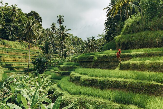 Bali Private Car Full Day Customized Tour With Drone Service - Ubud sights: monkeys, palaces, caves, and rice fields