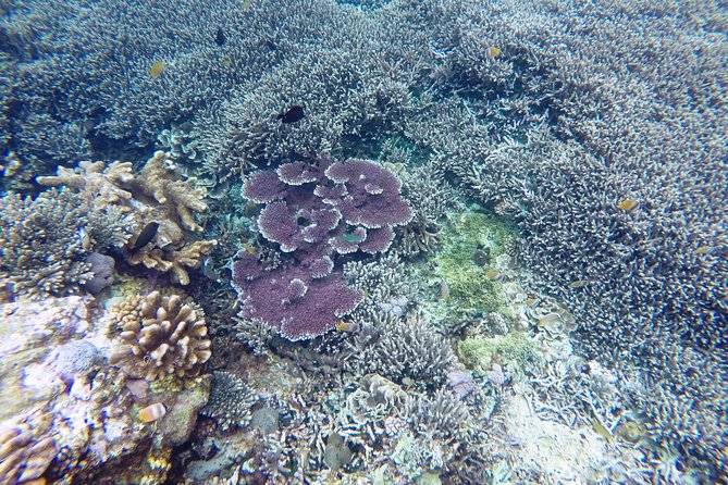 Bali Scuba Diving at Nusa Penida Manta Point For Certified Diver - Crystal Bay brings variety and stronger conditions