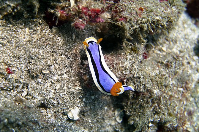 Bali Scuba Diving at Padang Bai for Certified Diver - Coffee, lunch, and the beachside pause