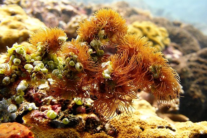 Bali Scuba Diving at Padang Bai for Certified Diver - Weather, health, and flight timing