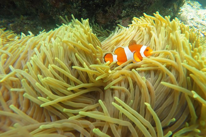 Bali Scuba Diving at Padang Bai for Certified Diver - Who should book this Padang Bai outing