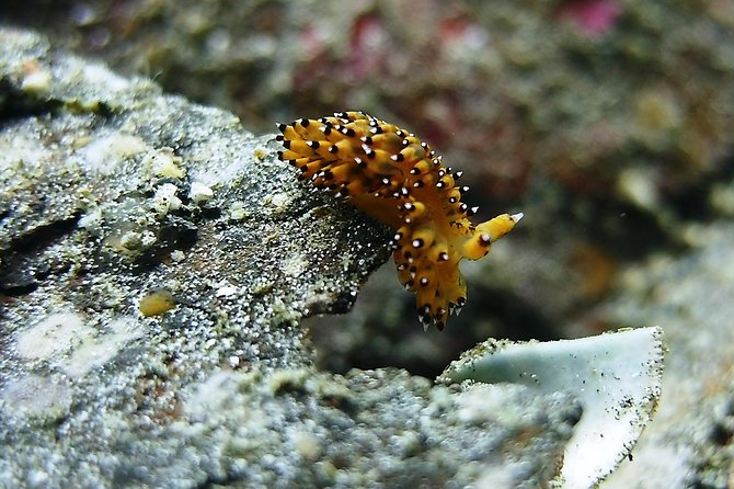 Bali Scuba Diving trip at Tulamben for Certified Diver - What the $98.34 Price Really Covers