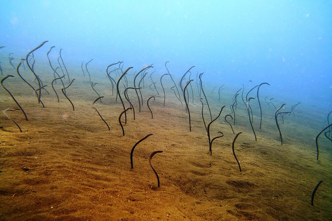 Bali Scuba Diving trip at Tulamben for Certified Diver - Who Should Book This Trip