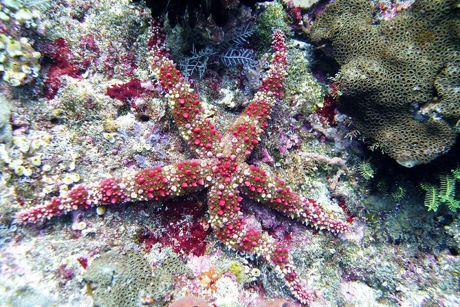 Bali Scuba Diving trip at Tulamben for Certified Diver - What to Bring and What to Confirm