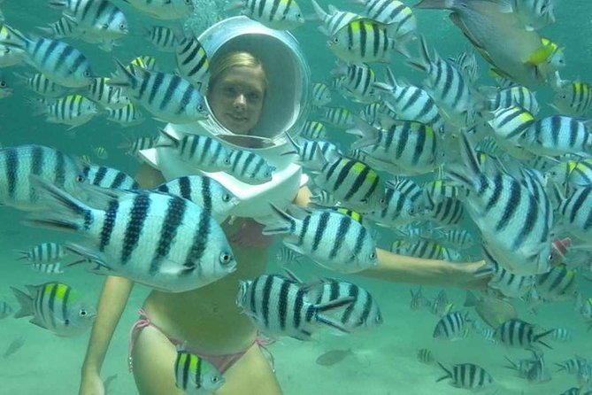Bali Sea Walking Experience - The Fish, Feeding, and Underwater Setting
