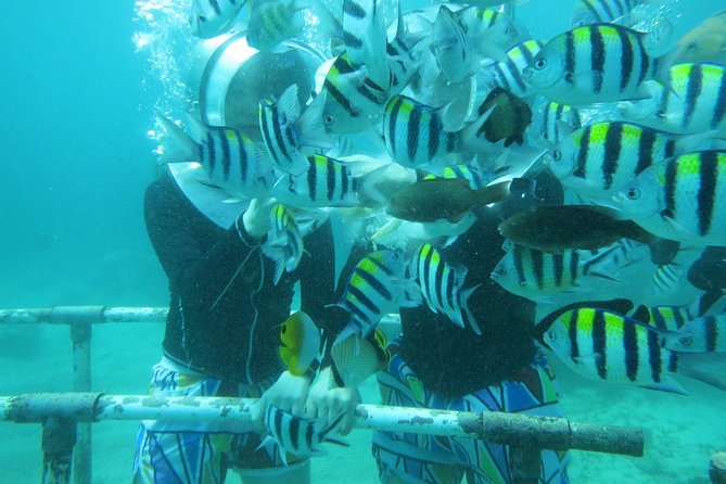 Bali Sea Walking Experience - Should You Book Bali Sea Walking?