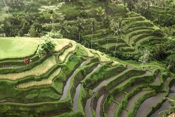Bali Shore Excursions : Best of Bali Tour - Who should book this Ubud outing?