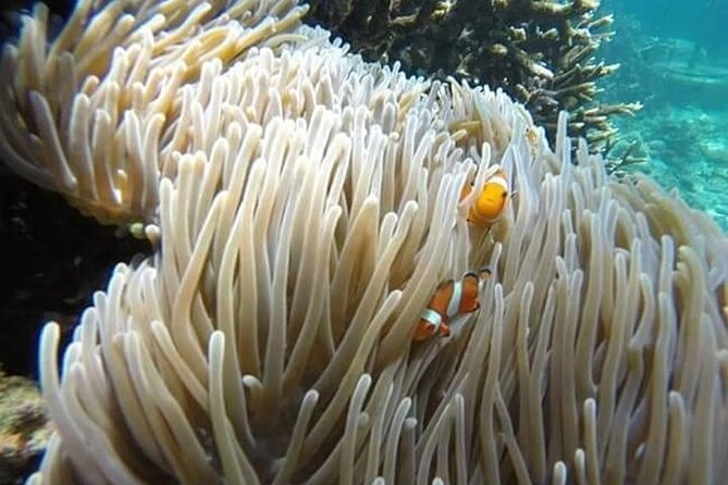 Bali Snorkeling Blue Lagoon with lunch &Optional waterfall Visit - Choose a waterfall for the afternoon