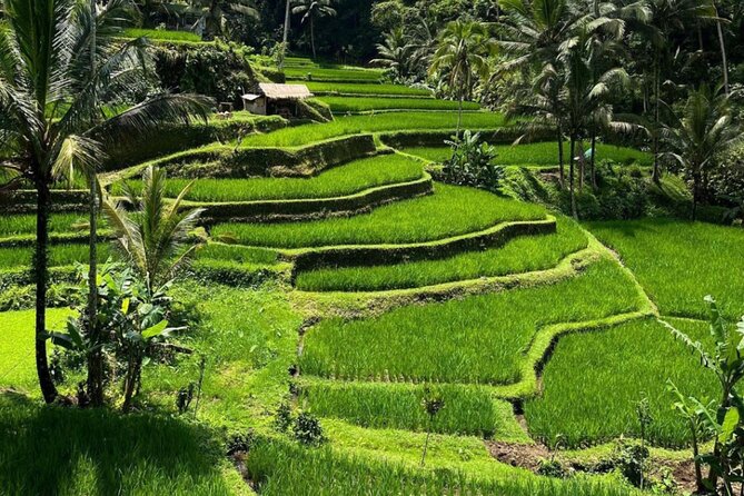 Bali Swing, Monkey Forest and Waterfall Private Tour - Tibumana Waterfall for a calmer swim
