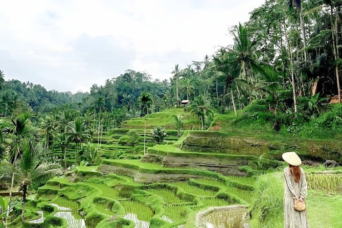 Bali Tour : Best Attractions in Ubud with Rice Terrace - The Sacred Monkey Forest, two hours among trees and temples