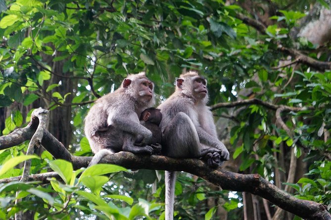 Bali Ubud & Kintamani Volcano Tour -All Inclusive - The Tegallalang terraces finish the scenery