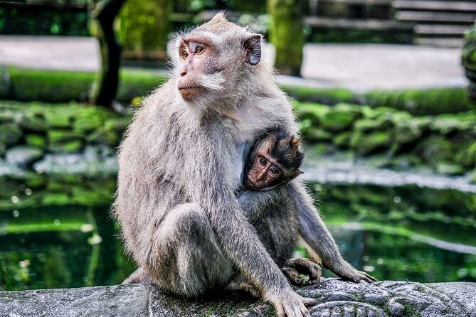 Balinase Cooking Class and Private Ubud Day Tour - Goa Gajah, the cave with the misleading name