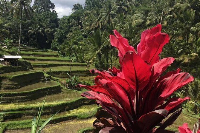 Balinese Life Style Tour - Tegalalang Rice Terrace: Bali’s farm country first