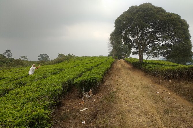 Bandung Volcano Sightseeing and Hot Spring Private Tour - Strawberry picking at Ciwidey