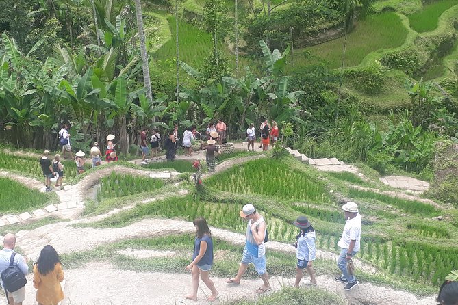 Batur Volcano Sunrise Trekking, Rice Teracce & Bali Coffee Plantation Tour - Mount Batur before dawn