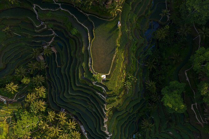 Best Day Tour - #1 Ubud Top Attraction - Why this private Ubud route works from Nusa Dua