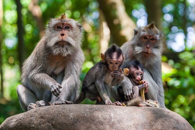 Best of Ubud 1-Day Private Tour - Meeting the macaques at Monkey Forest