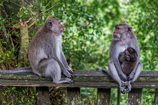 Best Of Ubud Private Day Tour With Local Guide - Why this private Ubud day tour works