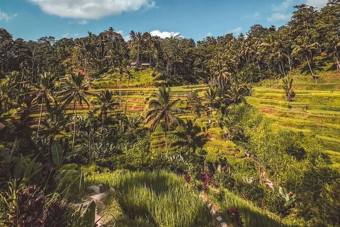 Best Of Ubud Private Day Tour With Local Guide - Sacred Monkey Forest Sanctuary for one hour