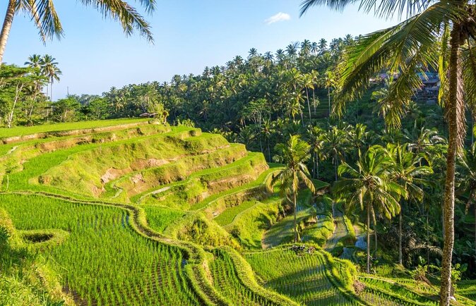 Best of Ubud Waterfalls, Tegalalang Rice Terrace and Swing Tour - Three waterfalls, one rice terrace, and a long day