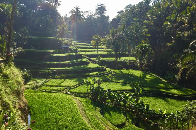 Best of Ubud Waterfalls, Tegalalang Rice Terrace and Swing Tour - Tukad Cepung and its unusual cliff setting