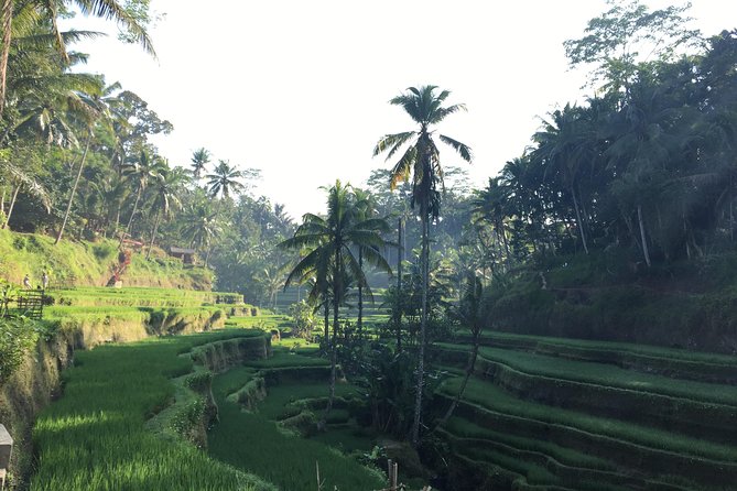 Best of Ubud Waterfalls, Tegalalang Rice Terrace and Swing Tour - Who will get the most from this tour