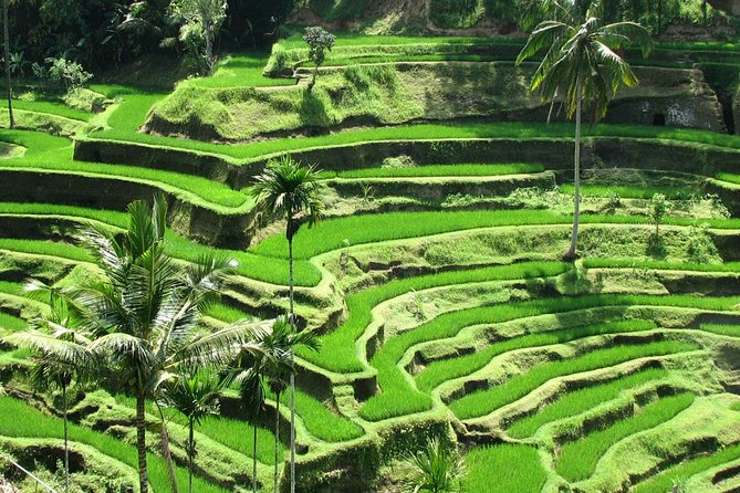 Best of Ubud with Jungle Swing Experience - Puseh Batuan Temple and everyday Balinese life