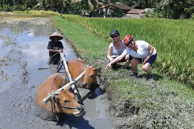Bike ride in the rice fields, Bali countryside - Who will enjoy this ride most