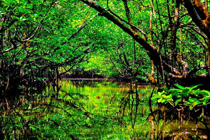 Bintan Mangrove Discovery Tour - Is the $28.25 price good value?